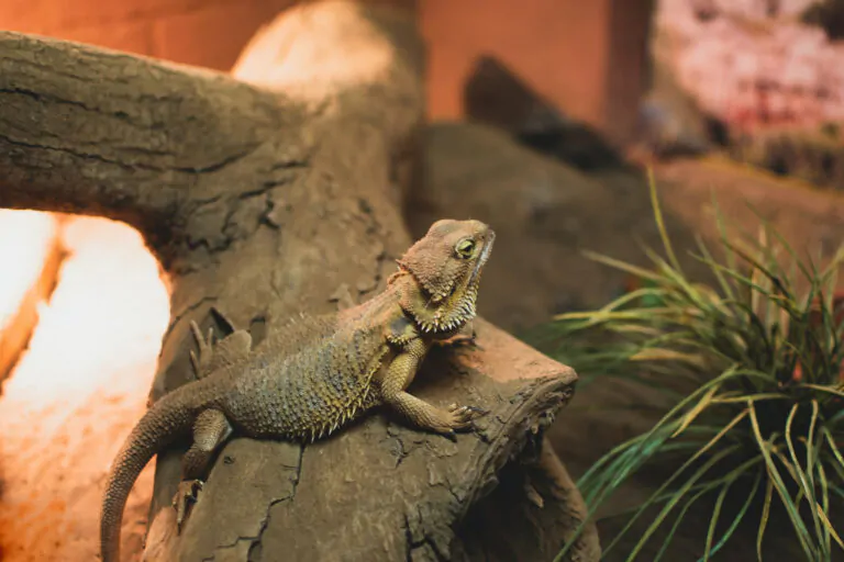 bearded dragon 1