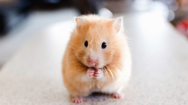 Sự kiện đặt tên cho chuột hamster siêu ngộ và đáng yêu