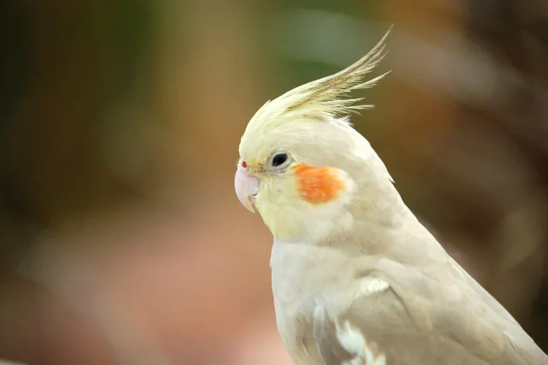 cockatiel vet ma lai 1