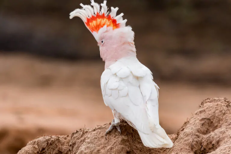 cockatoo major mitchell 3f