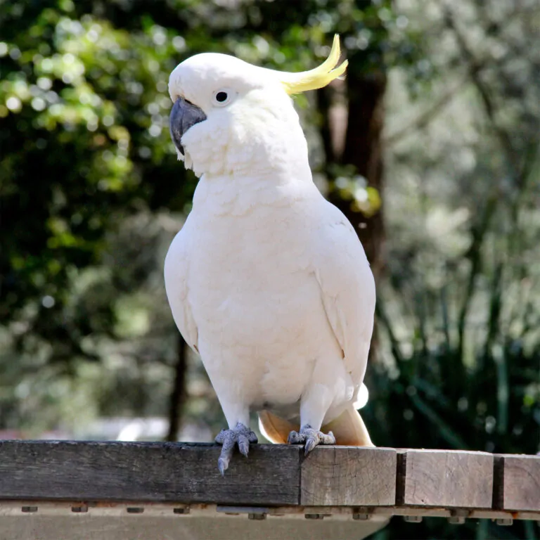 cockatoo sulphur crested 5