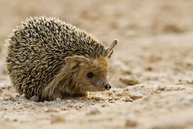 hedgehog 3 e1659152206594