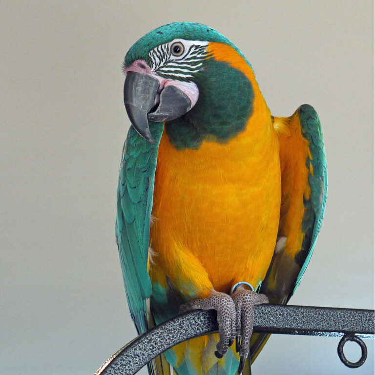 macaw blue throated 1