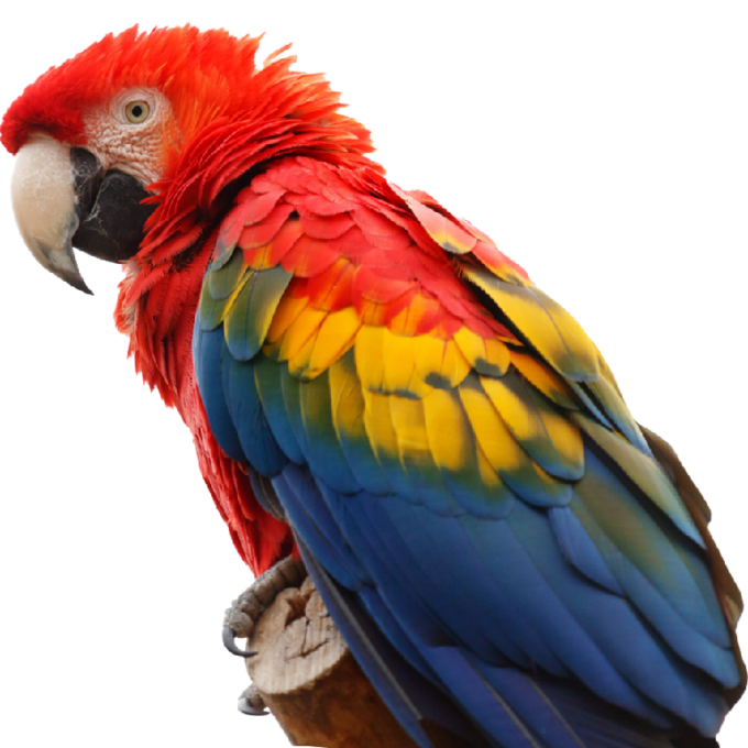 macaw scarlet 1 banner e1659149239447