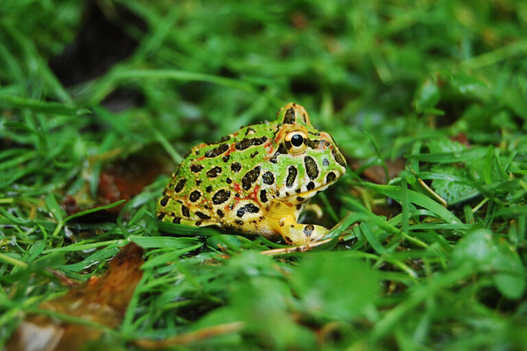 pacman frog 2