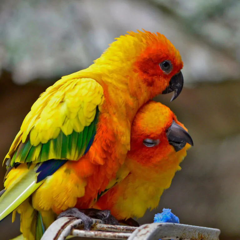 sun conure 2