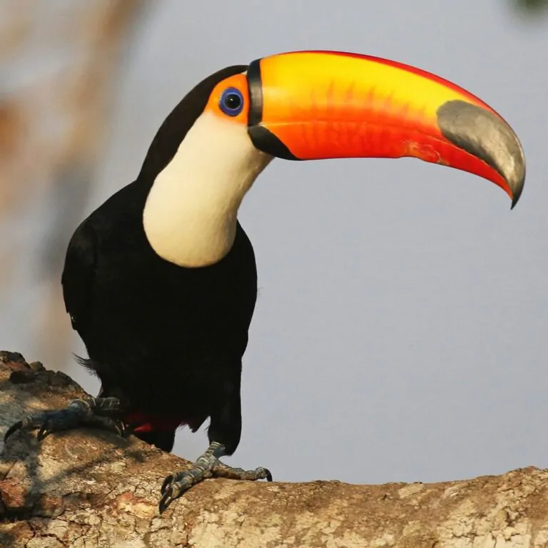 toco toucan