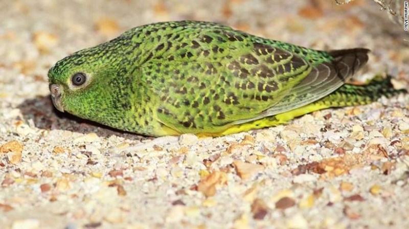 The nocturnal parrot species is extremely rare, but it is "blind" in the dark