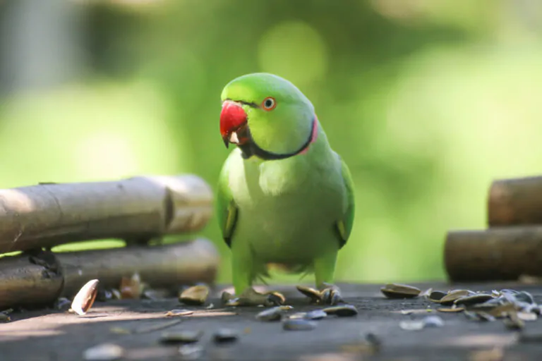 alexandrian parakeet xich thai 2