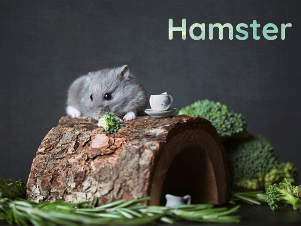 banner-hamster-m1