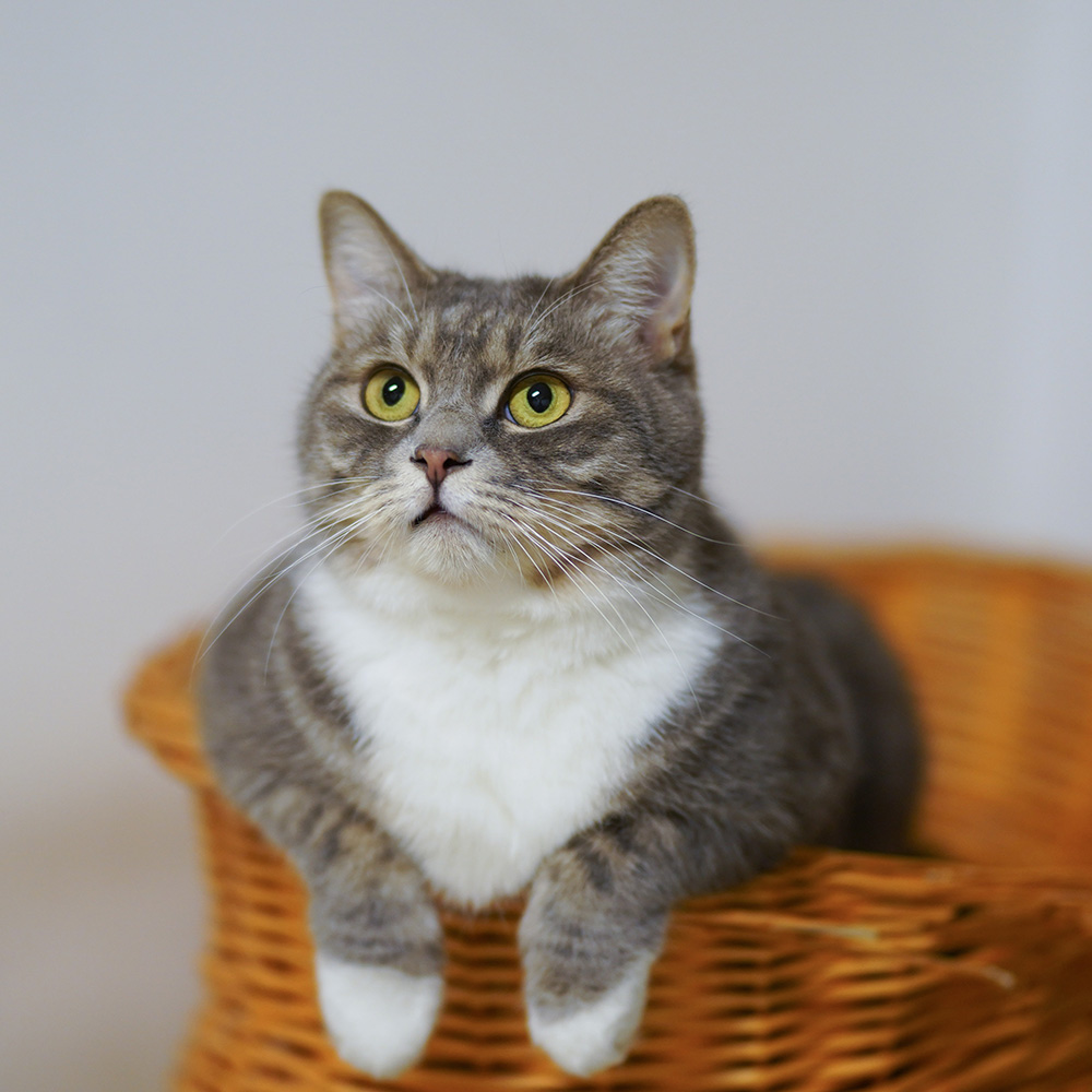 cat1