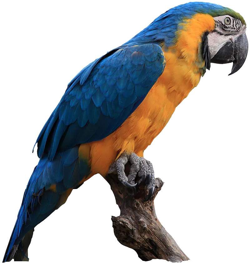 macaw blue and gold banner