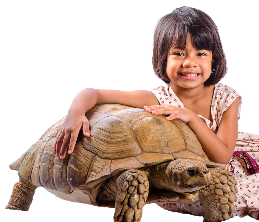 rua sulcata tortoise